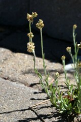 Helichrysum luteoalbum
