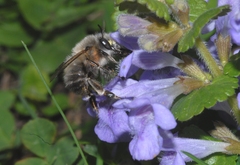 Anthophora plumipes