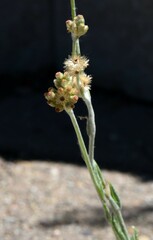 Helichrysum luteoalbum