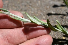 Helichrysum luteoalbum