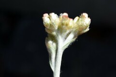 Helichrysum luteoalbum