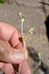 Helichrysum luteoalbum