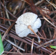 Collybiopsis subnuda
