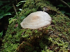 Baeospora myriadophylla