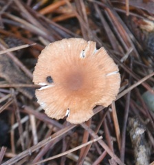 Collybiopsis subnuda