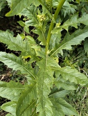Erechtites hieraciifolius