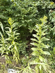 Erechtites hieraciifolius