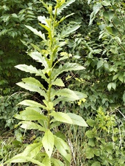 Erechtites hieraciifolius