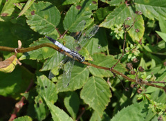 Orthetrum albistylum