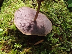 Baeospora myriadophylla