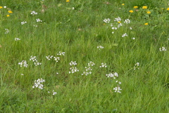 Cardamine pratensis