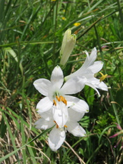 Paradisea liliastrum