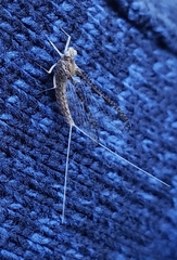 Callibaetis