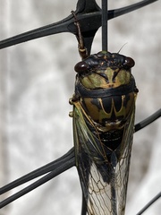 Neotibicen lyricen