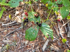Rubus canadensis