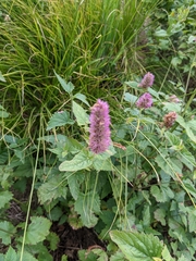 Agastache