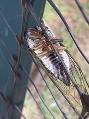 Neotibicen lyricen