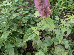 Agastache