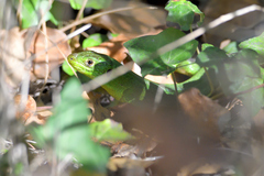 Lacerta bilineata