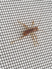 Camptonotus carolinensis