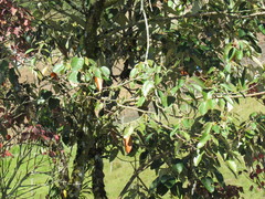 Croton magdalenensis