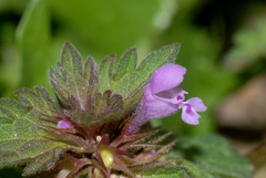 Lamium hybridum