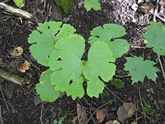 Sanguinaria canadensis