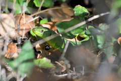 Lacerta bilineata