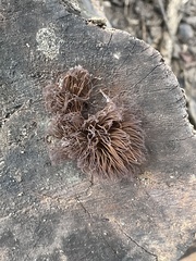Stemonitis