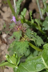 Lamium hybridum