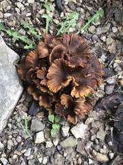 Cortinarius distans