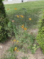 Coreopsis tinctoria