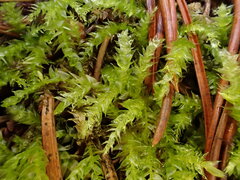 Sciuro-hypnum starkei