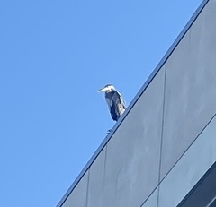 Ardea herodias