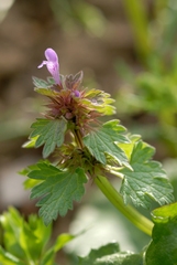 Lamium hybridum