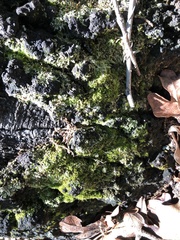 Cladonia peziziformis