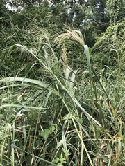 Panicum miliaceum