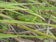 Orchelimum gladiator