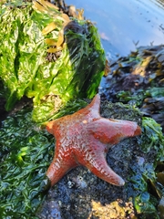 Dermasterias imbricata