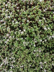 Sedum jaliscanum