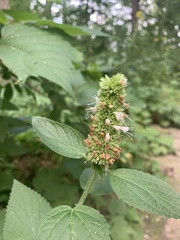 Agastache scrophulariifolia