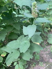 Agastache scrophulariifolia