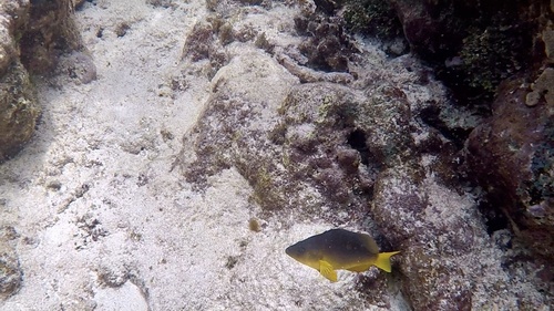 Yellowbelly hamlet (Hypoplectrus aberrans) — Serranidae — 4