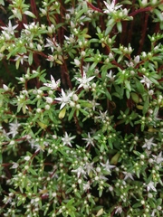 Sedum jaliscanum