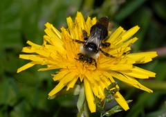 Andrena cineraria
