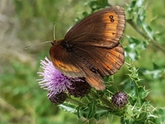 Erebia pronoe