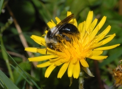 Andrena cineraria