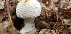 Amanita polypyramis