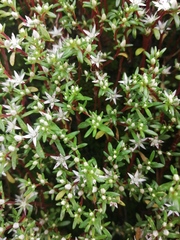 Sedum jaliscanum