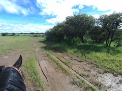Danaus plexippus plexippus